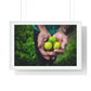 Limes in a Worker's Hands, Photographic Decor, Large Framed Print