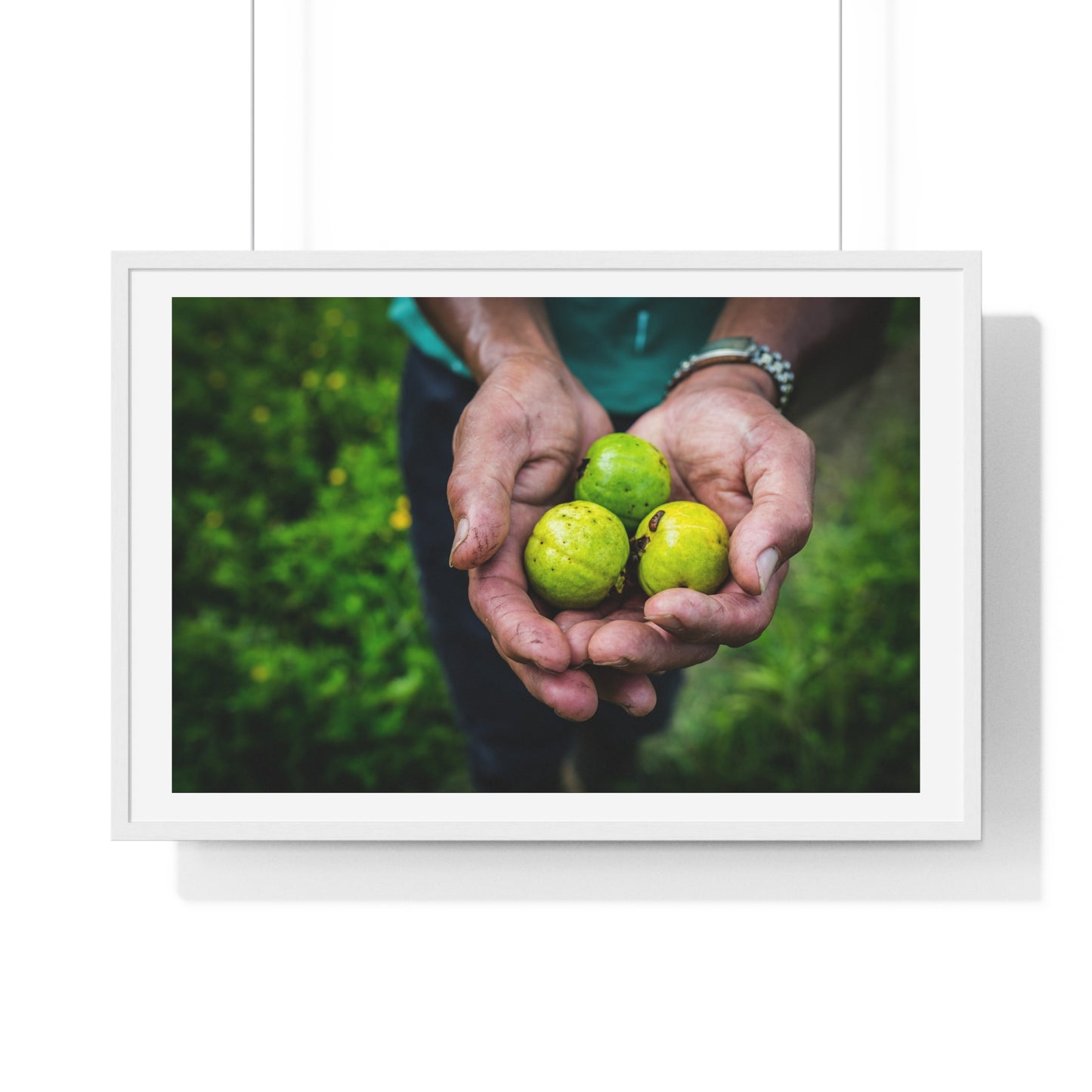 Limes in a Worker's Hands, Photographic Decor, Large Framed Print