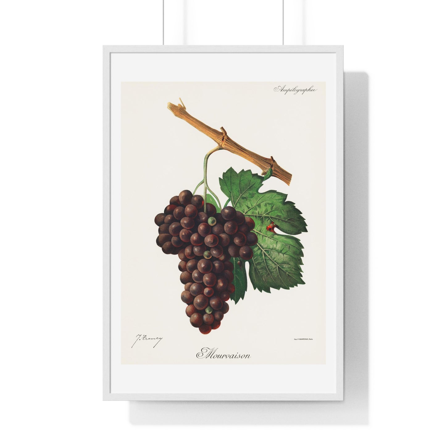 Mourvaison (1910) by Jules Troncy, Vintage Lithograph of Fresh Cluster of Grapes, from the Original, Framed Print