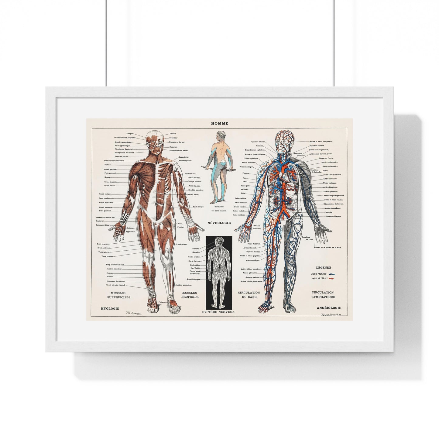 Antique illustration of a Human Nervous system and Muscular System (1900) by Claude Augé, from the Original, Framed Art Print