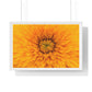 Vibrant Yellow Flower Relaxing Large Wall Art, Framed Print