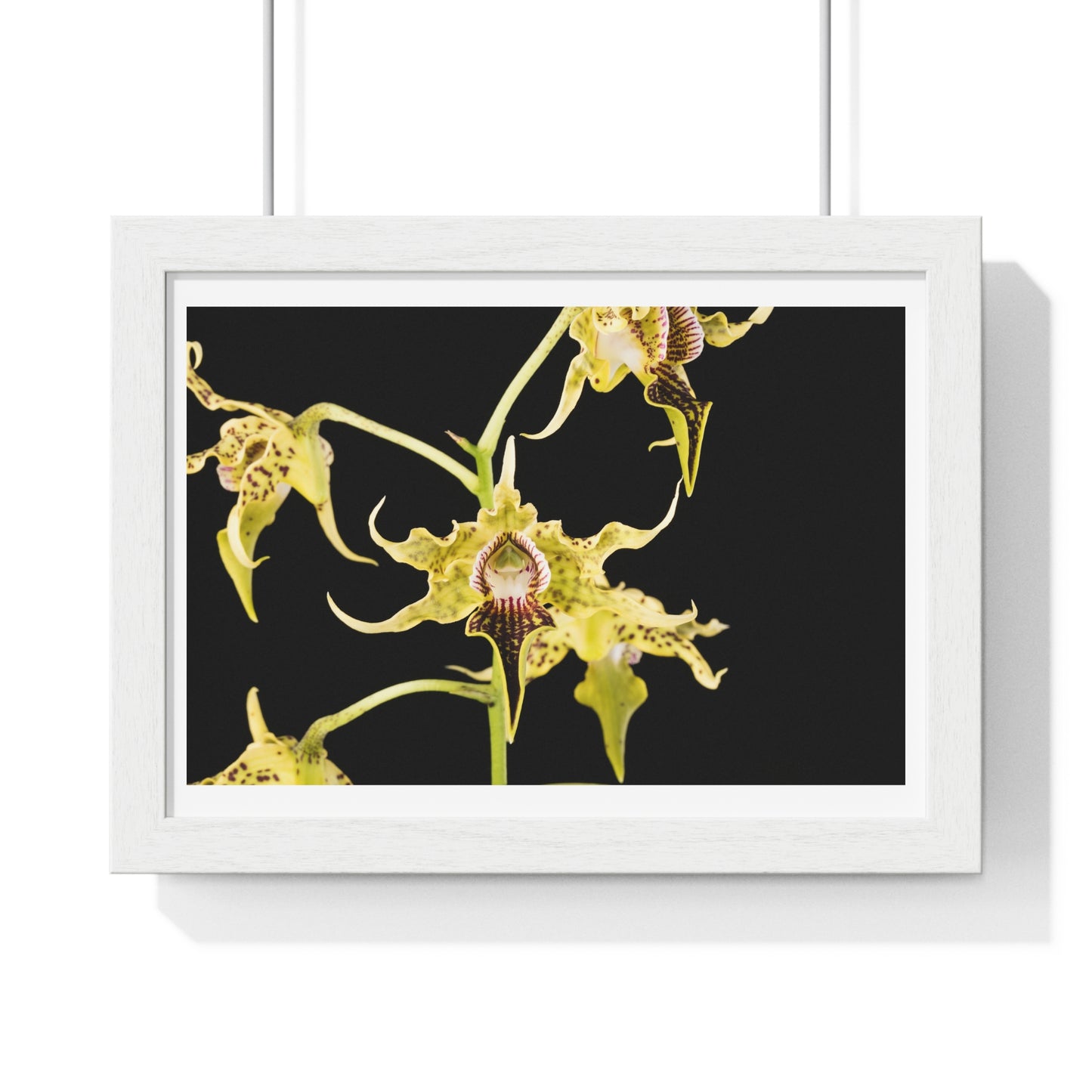 Dendrobium Alexandrae 'Fruits of Love' Orchid Essence, from the Original, Framed Print