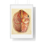 Brain Posterior View, Colour Lithograph by Brocades Great Britain, from the Original,  Framed Art Print