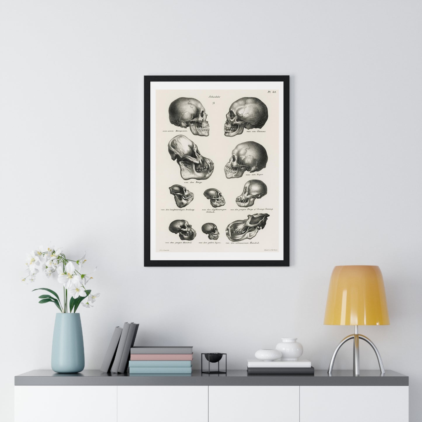 Human, Monkey and Ape Skulls from 'Volledige Natuurlijke Historie der Zoogdieren' (1845) by Schinz de Visser, from the Original, Framed Art Print