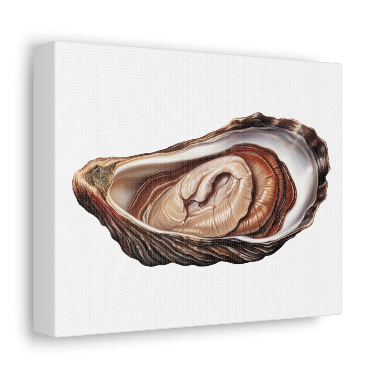 Jewellery Oyster Clam Invertebrate Art Print on Satin Canvas, Stretched