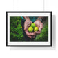 Limes in a Worker's Hands, Photographic Decor, Large Framed Print