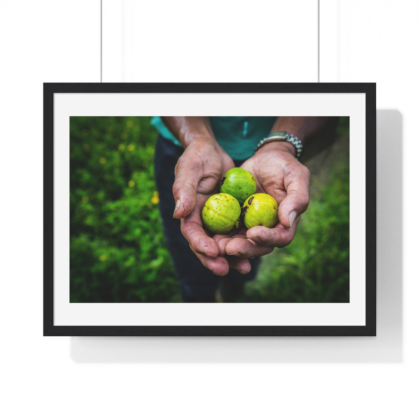Limes in a Worker's Hands, Photographic Decor, Large Framed Print