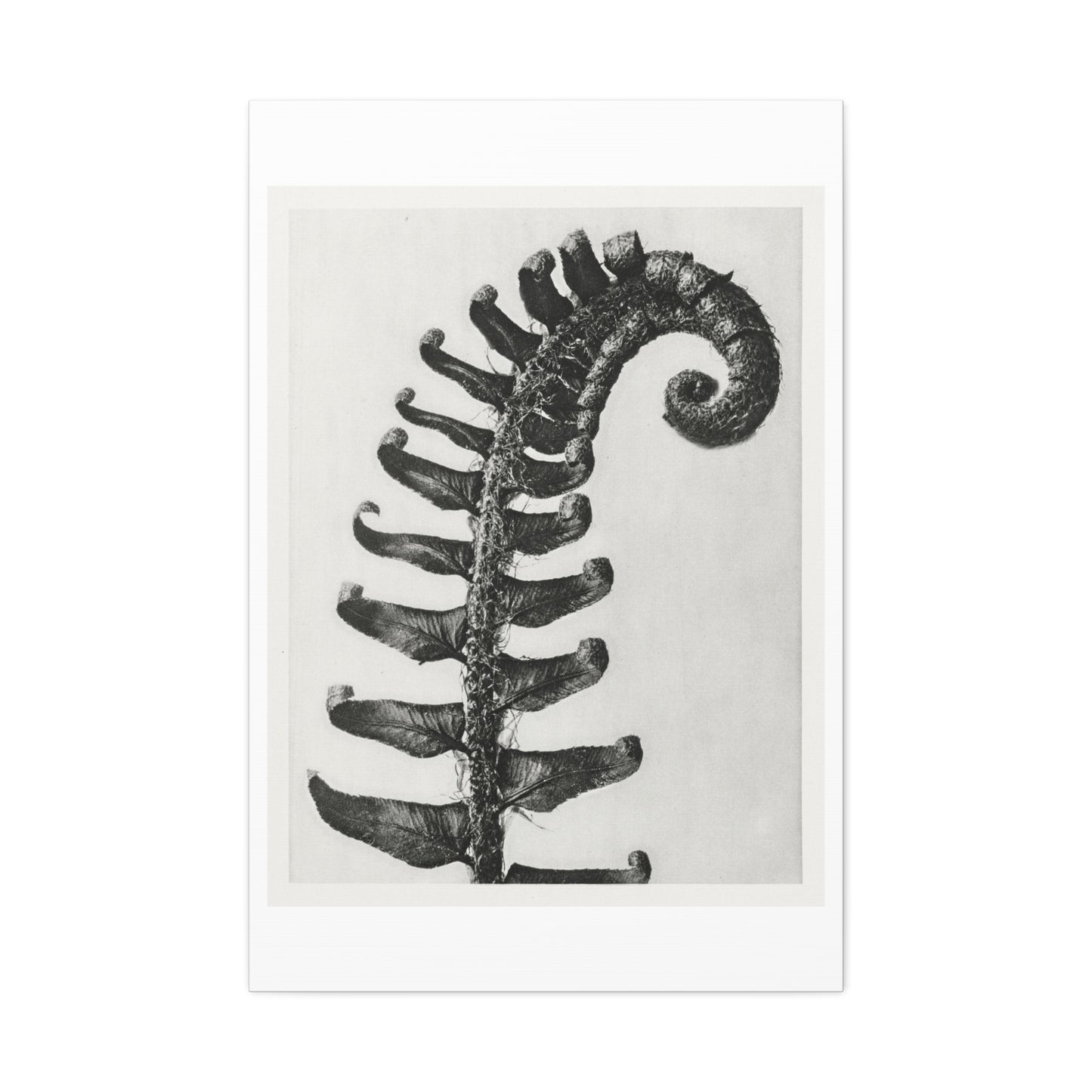 Polystichum Munitum (Prickly Shield Fern) Enlarged Six Times from 'Urformen der Kunst' (1928) by Karl Blossfeldt, Art Print from the Original, on Canvas