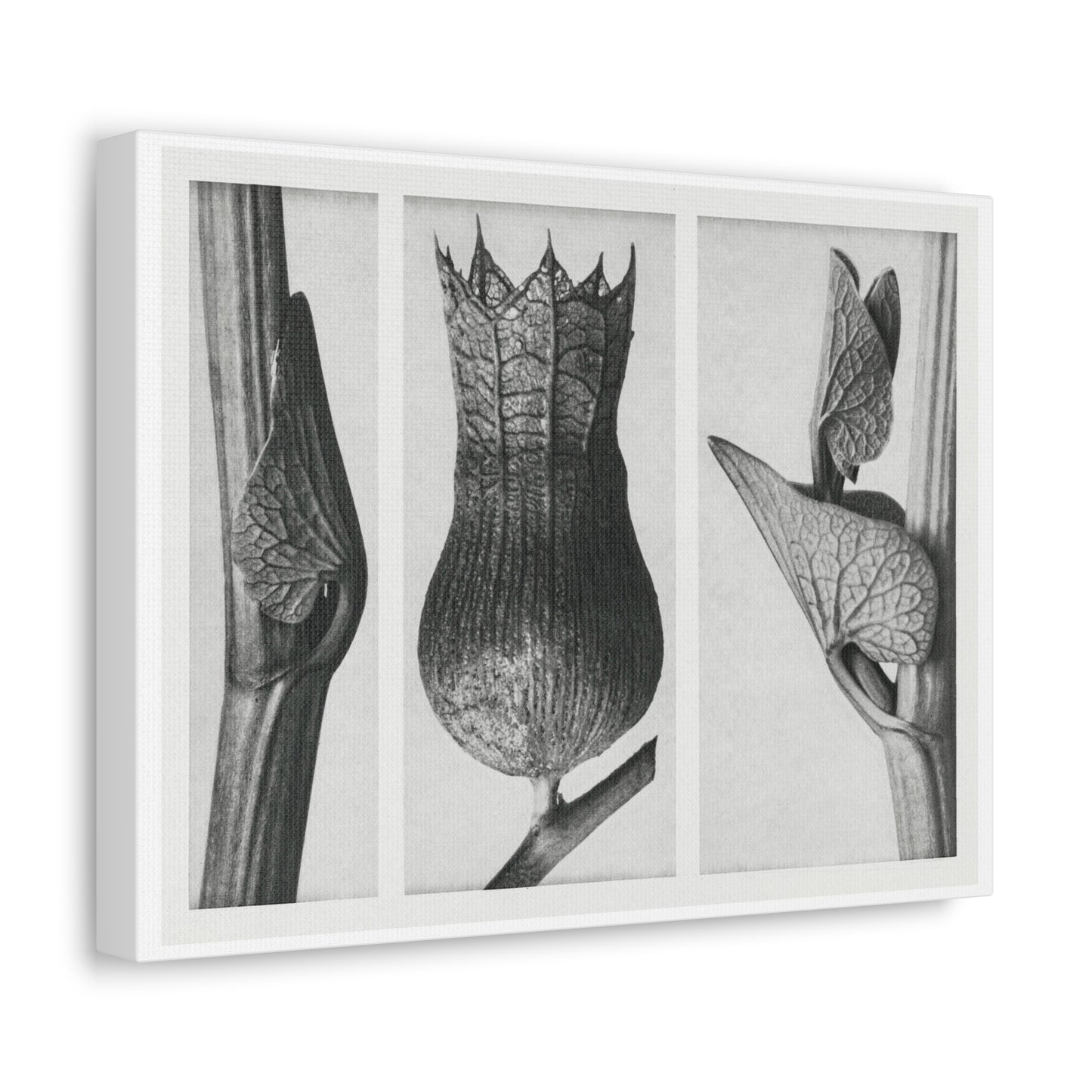 Black & White Naturalist Photography from 'Urformen der Kunst' (1928) by Karl Blossfeldt, Art Print from the Original, on Canvas