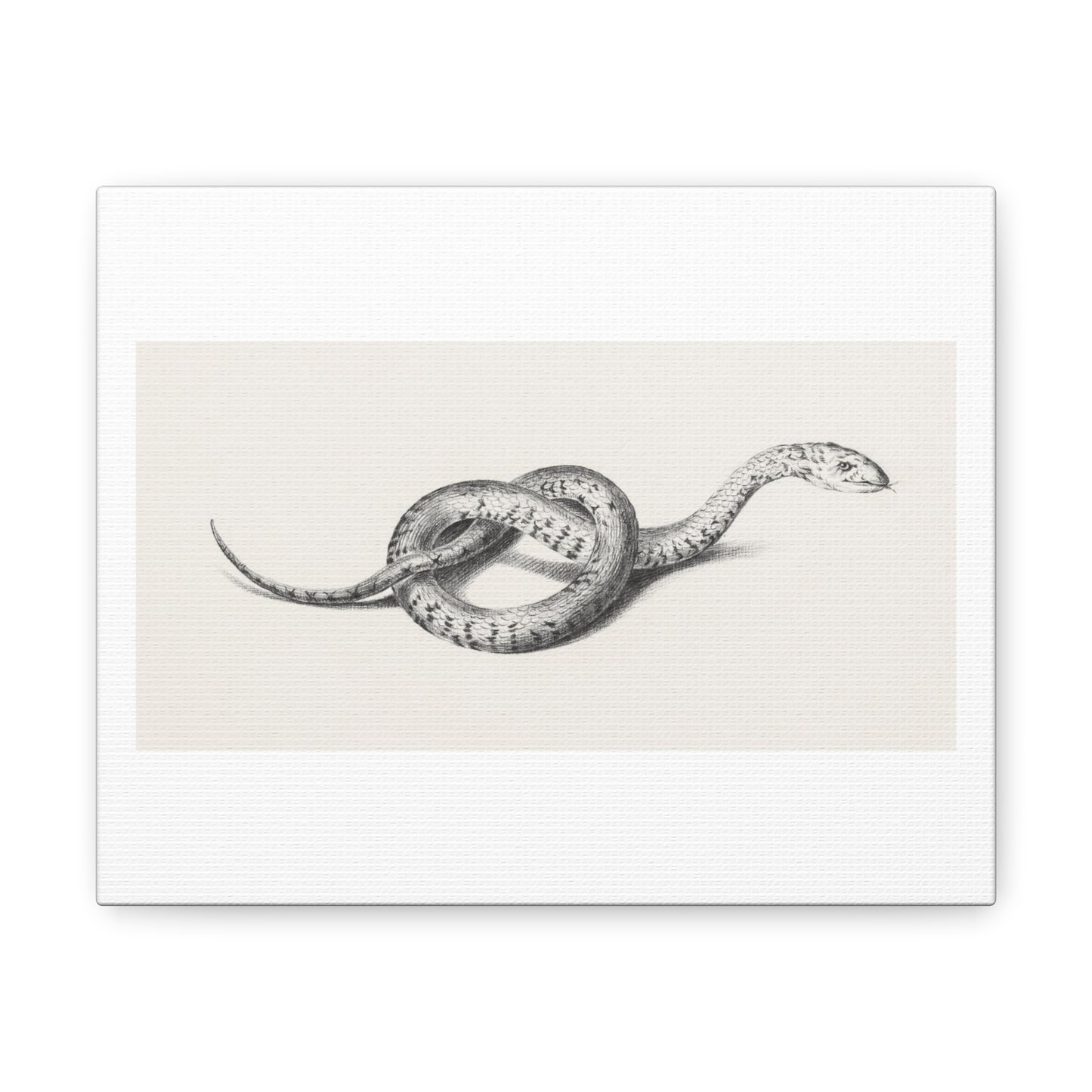 Snake Art 'Slang' (1775–1833) by Jean Bernard, Canvas Art Print from the Original