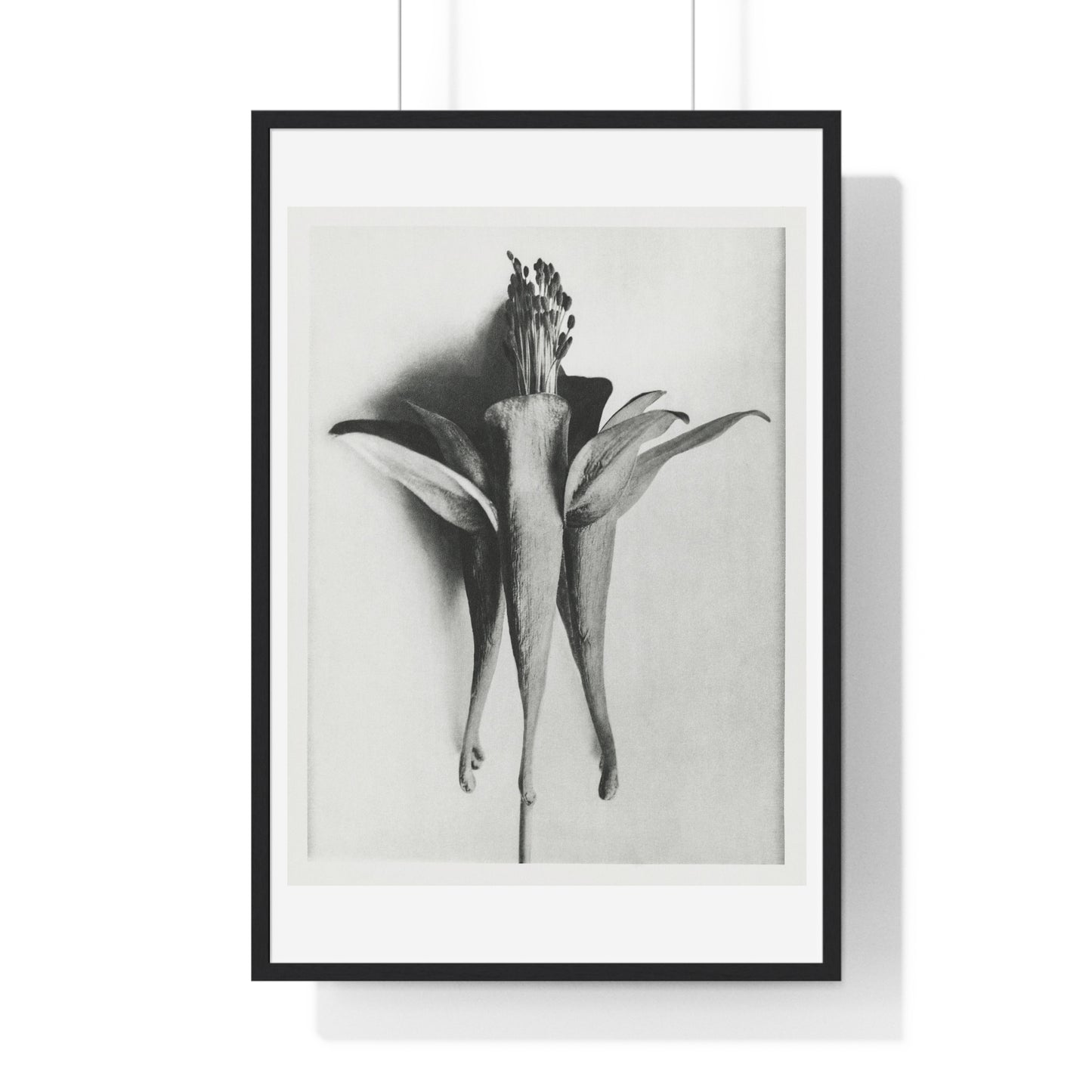 Aquilegia Chrysantha 'Golden Columbine' Enlarged Six times from Urformen der Kunst (1928) by Karl Blossfeldt, rom the Original, Framed Print