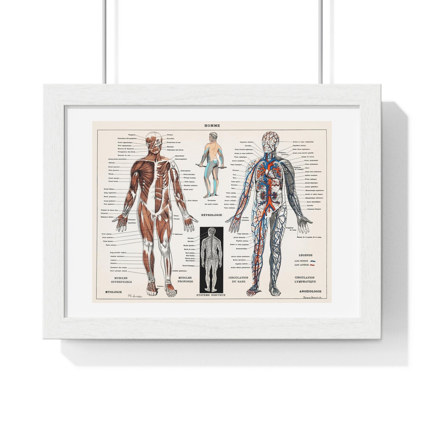 Antique illustration of a Human Nervous system and Muscular System (1900) by Claude Augé, from the Original, Framed Art Print