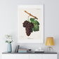 Mourvaison (1910) by Jules Troncy, Vintage Lithograph of Fresh Cluster of Grapes, from the Original, Framed Print