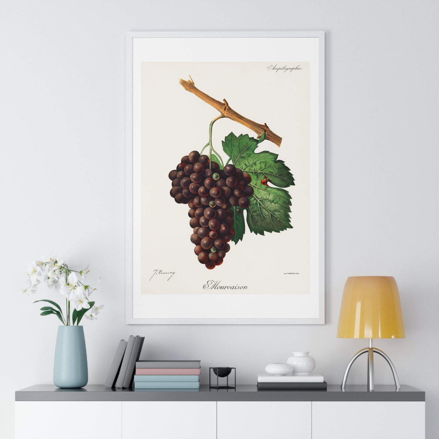 Mourvaison (1910) by Jules Troncy, Vintage Lithograph of Fresh Cluster of Grapes, from the Original, Framed Print