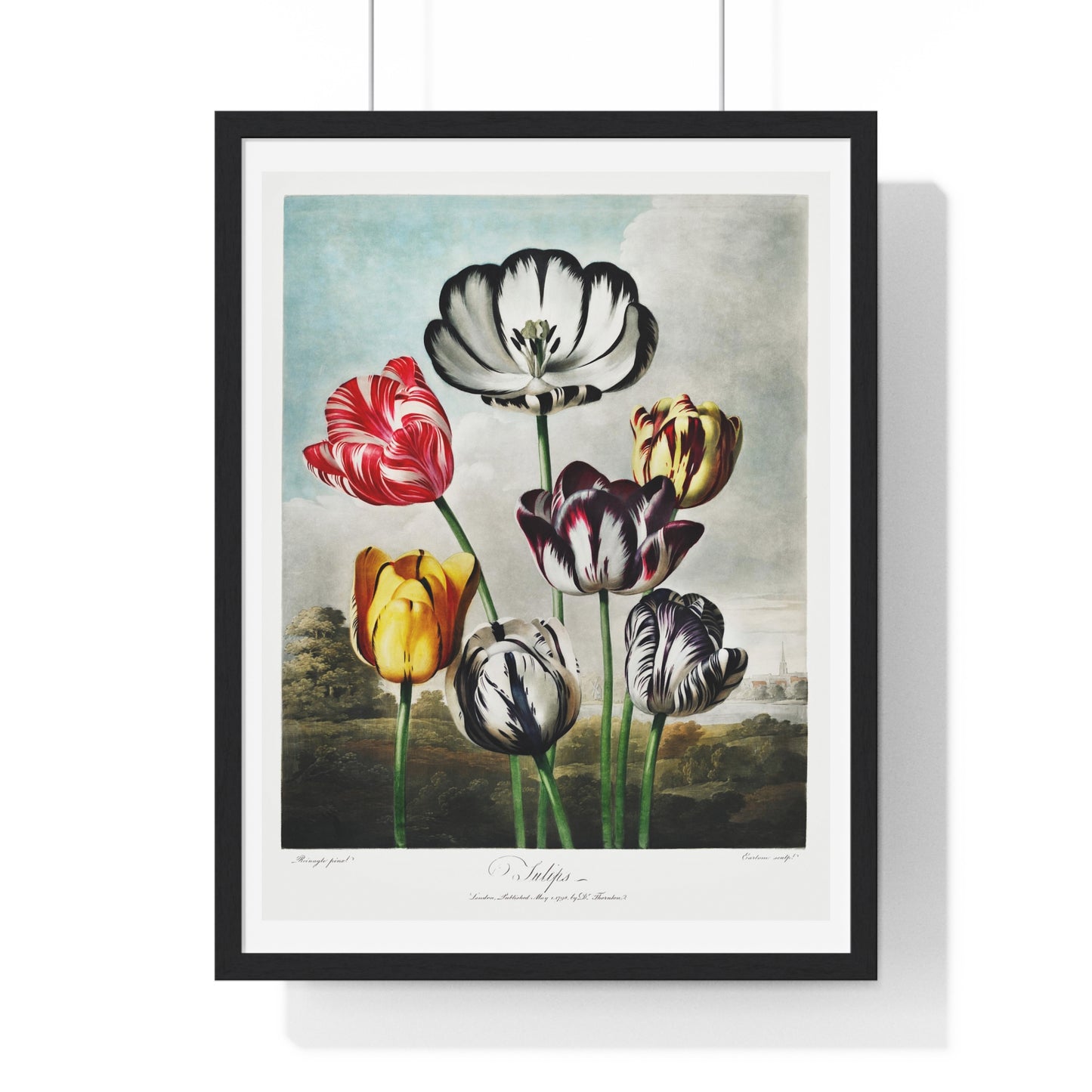 Tulips from 'The Temple of Flora' (1807) by Robert John Thornton, from the Original, Framed Art Print