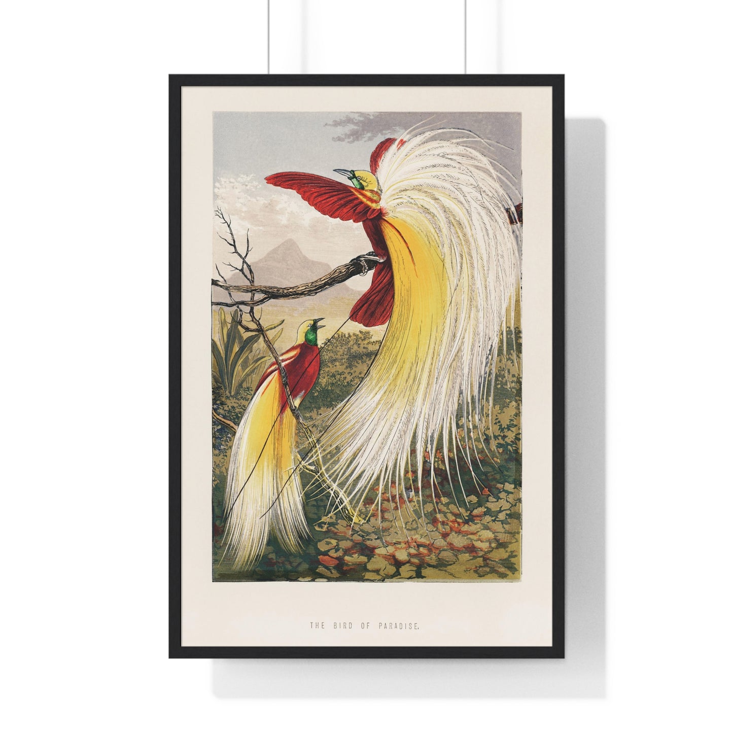 The Bird of Paradise from 'Gems of Nature and Art' (1860) by Benjamin Fawcett, from the Original, Framed Print