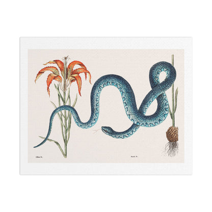 Wampum Snake (Anguis) from 'The Natural history of Carolina, Florida, and the Bahama Islands' (1754) by Mark Catesby, Print on Canvas