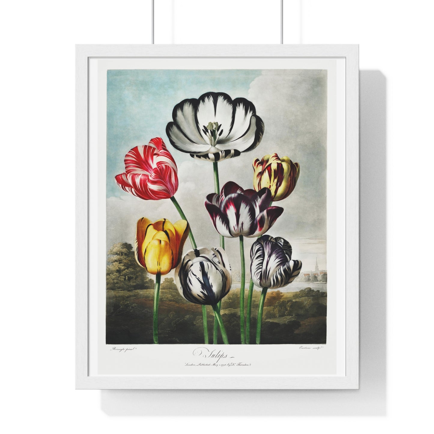 Tulips from 'The Temple of Flora' (1807) by Robert John Thornton, from the Original, Framed Art Print