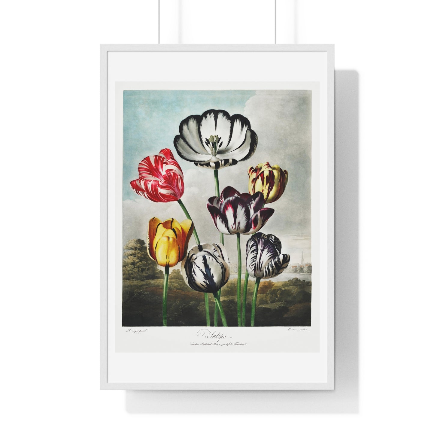 Tulips from 'The Temple of Flora' (1807) by Robert John Thornton, from the Original, Framed Art Print