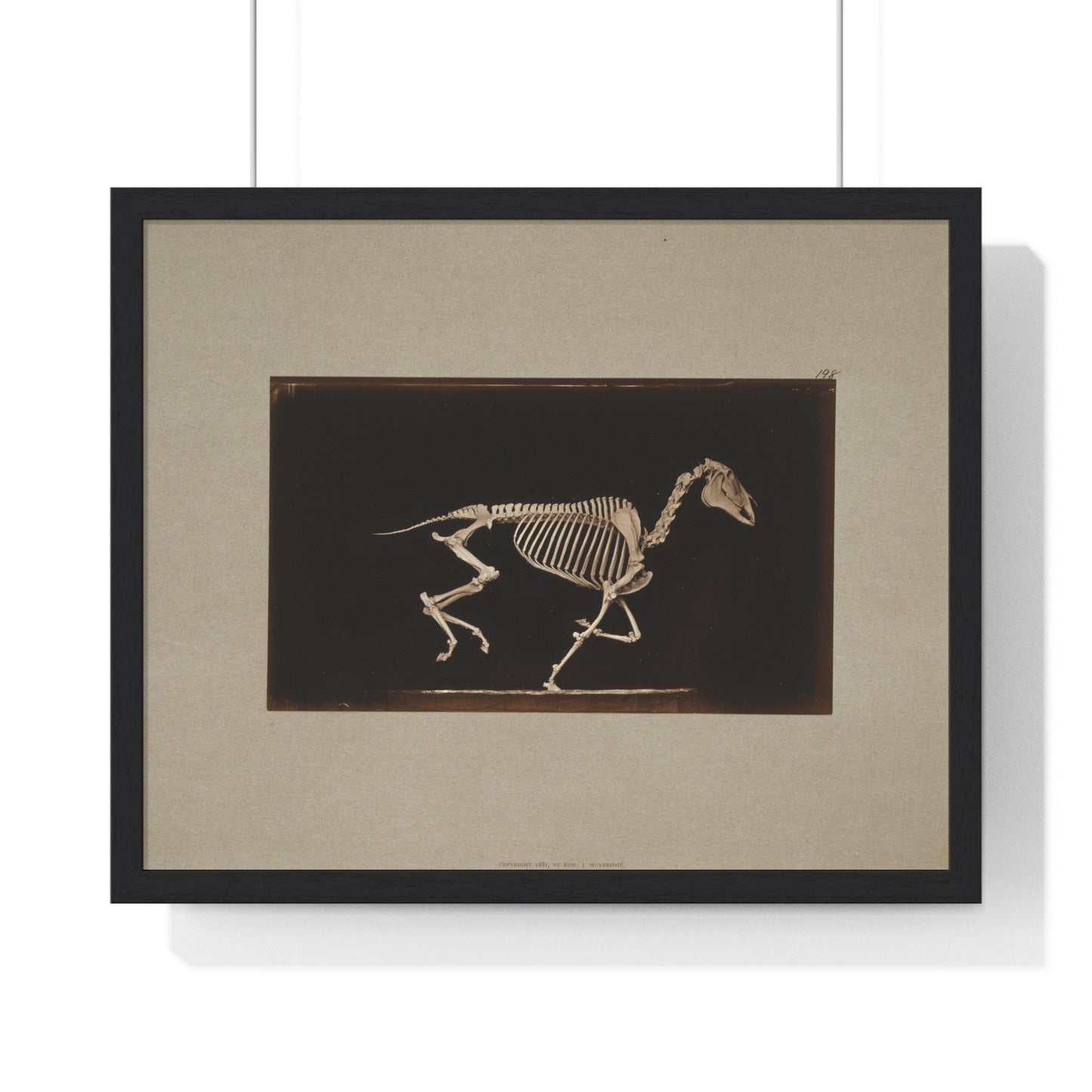 Skeleton of Horse Running, Leaving the Ground (circa 1881) by Eadweard Muybridge, from the Original, Framed Print