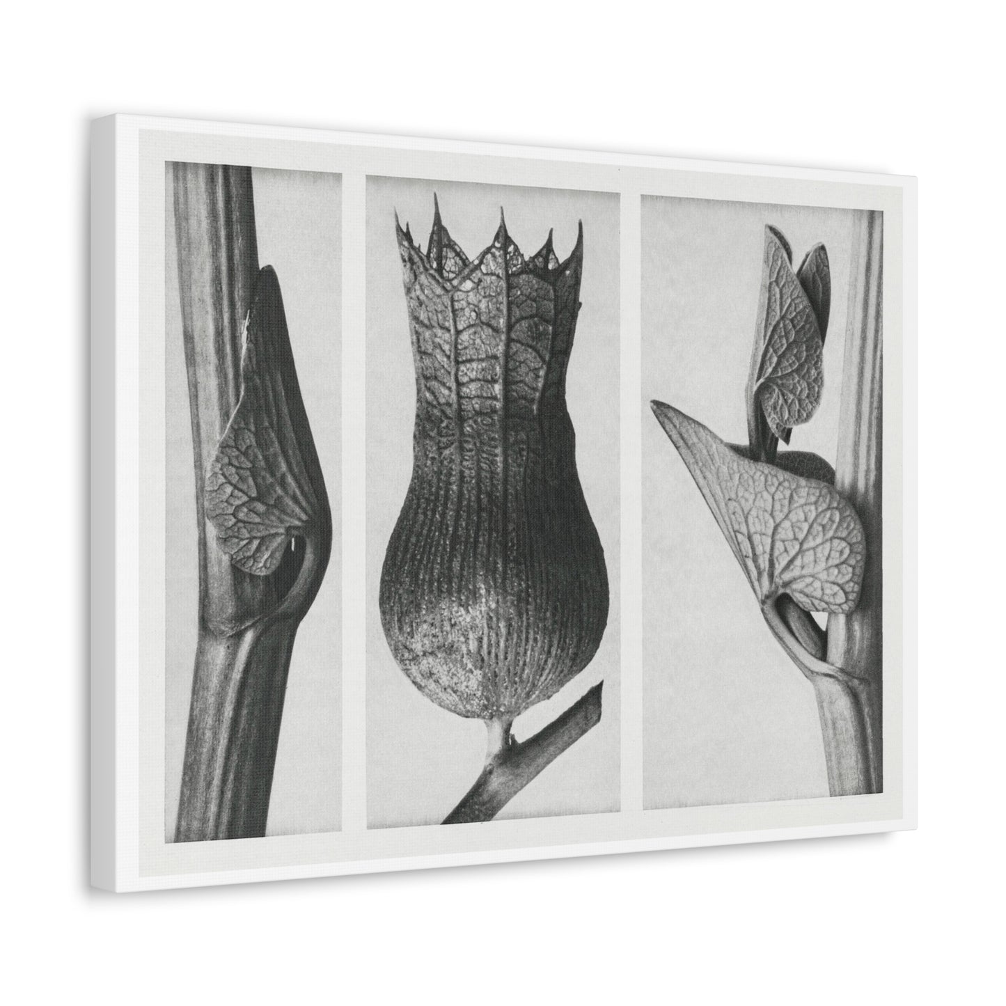 Black & White Naturalist Photography from 'Urformen der Kunst' (1928) by Karl Blossfeldt, Art Print from the Original, on Canvas