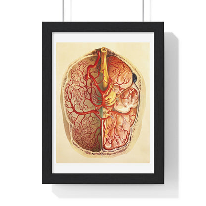 Brain Posterior View, Colour Lithograph by Brocades Great Britain, from the Original,  Framed Art Print