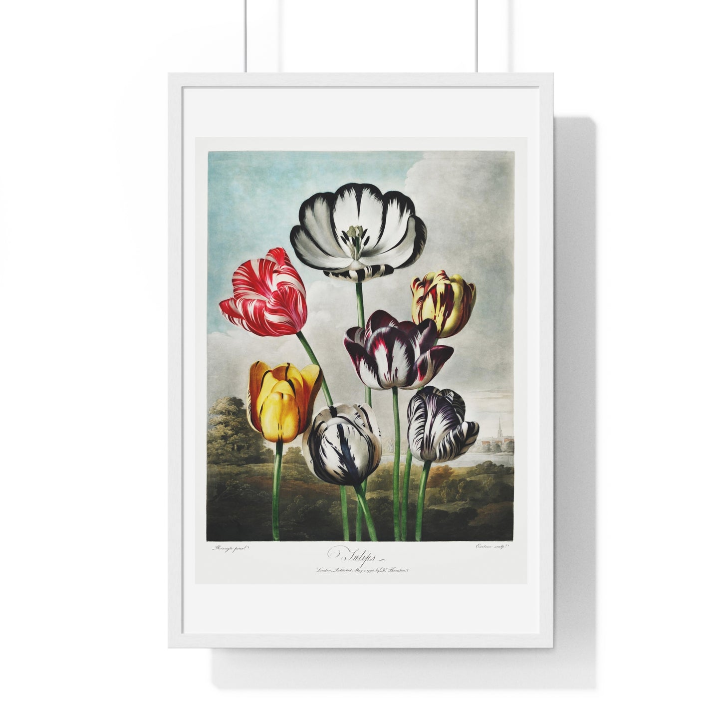 Tulips from 'The Temple of Flora' (1807) by Robert John Thornton, from the Original, Framed Art Print