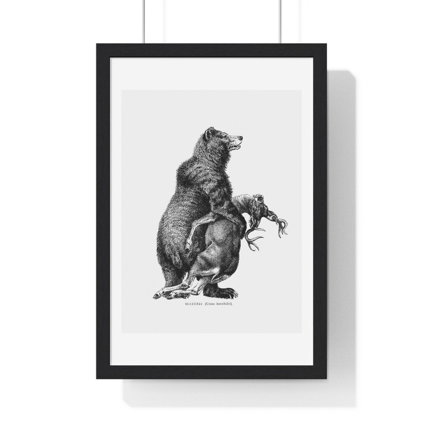 Grizzly Bear from Amerika Eine Allgemeine Landeskunde (1894) by Wilhelm Sievers from the Original, Framed Art Print