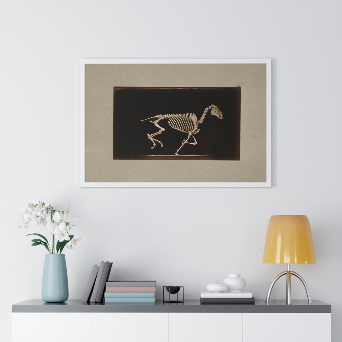 Skeleton of Horse Running, Leaving the Ground (circa 1881) by Eadweard Muybridge, from the Original, Framed Print