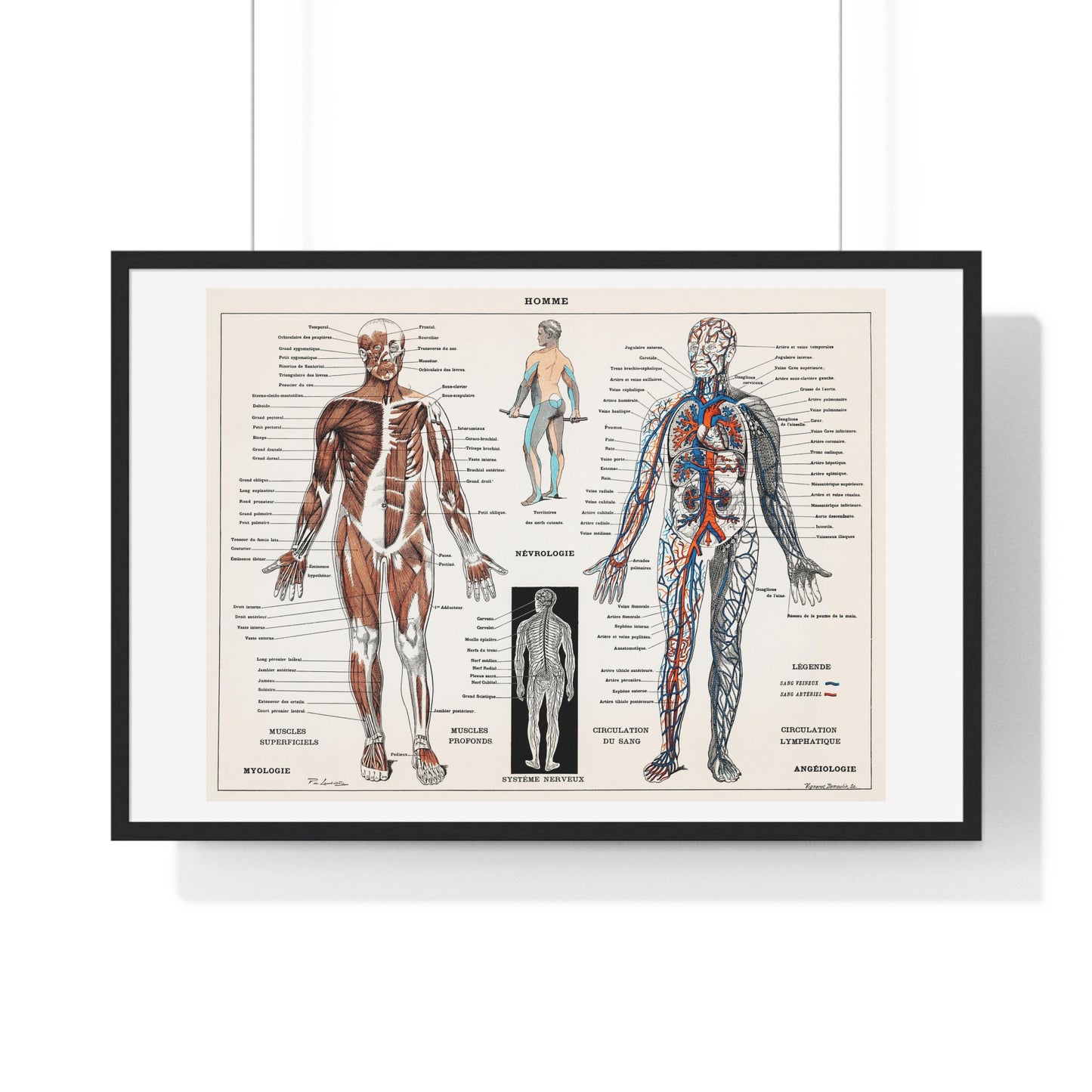 Antique illustration of a Human Nervous system and Muscular System (1900) by Claude Augé, from the Original, Framed Art Print