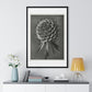 Phacelia Tanacetifolia (Lacy Phacelia) Enlarged 12 Times from 'Urformen der Kunst' (1928) by Karl Blossfeldt, from the Original, Framed Art Print