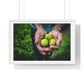Limes in a Worker's Hands, Photographic Decor, Large Framed Print