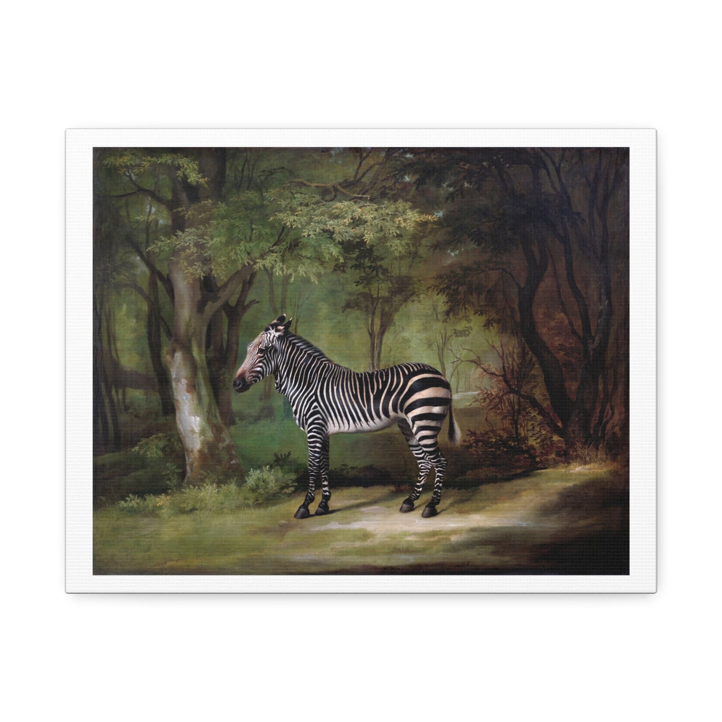 Zebra (1763) by George Stubbs, from the Original, Art Print on Canvas
