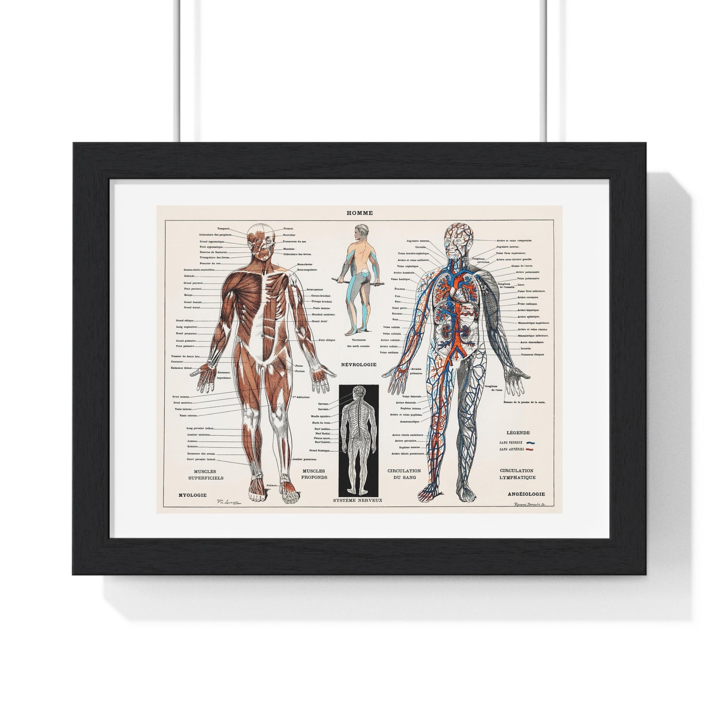 Antique illustration of a Human Nervous system and Muscular System (1900) by Claude Augé, from the Original, Framed Art Print