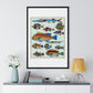 L’Histoire Générale des Voyages (1747-1780) by Unknown, a Collage of Colourful Rare Exotic Fish, from the Original, Framed Print