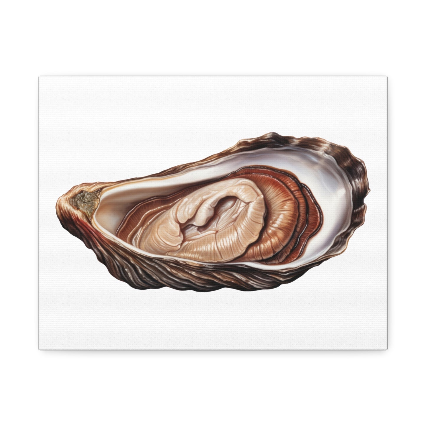 Jewellery Oyster Clam Invertebrate Art Print on Satin Canvas, Stretched