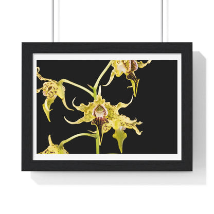 Dendrobium Alexandrae 'Fruits of Love' Orchid Essence, from the Original, Framed Print