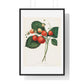 The Boston Pine Strawberry (1852) Vintage Illustration by Charles Hovey, from the Original, Framed Art Print