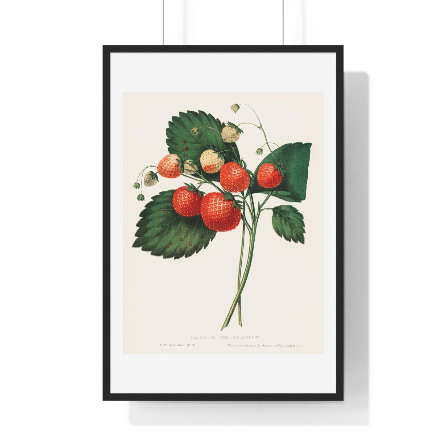 The Boston Pine Strawberry (1852) Vintage Illustration by Charles Hovey, from the Original, Framed Art Print