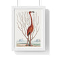 Flamingo (1731–1743) Vintage Illustration by Mark Catesby, from the Original, Framed Art Print