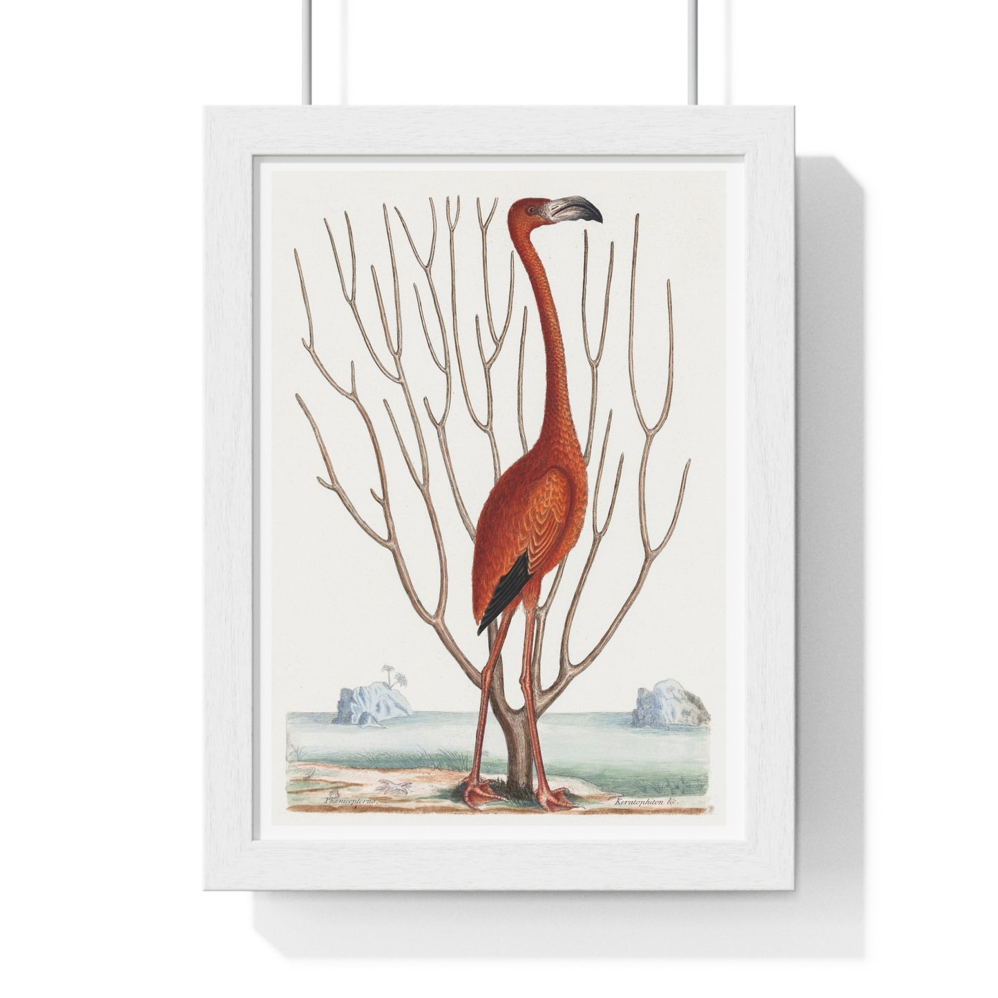 Flamingo (1731–1743) Vintage Illustration by Mark Catesby, from the Original, Framed Art Print