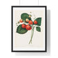 The Boston Pine Strawberry (1852) Vintage Illustration by Charles Hovey, from the Original, Framed Art Print