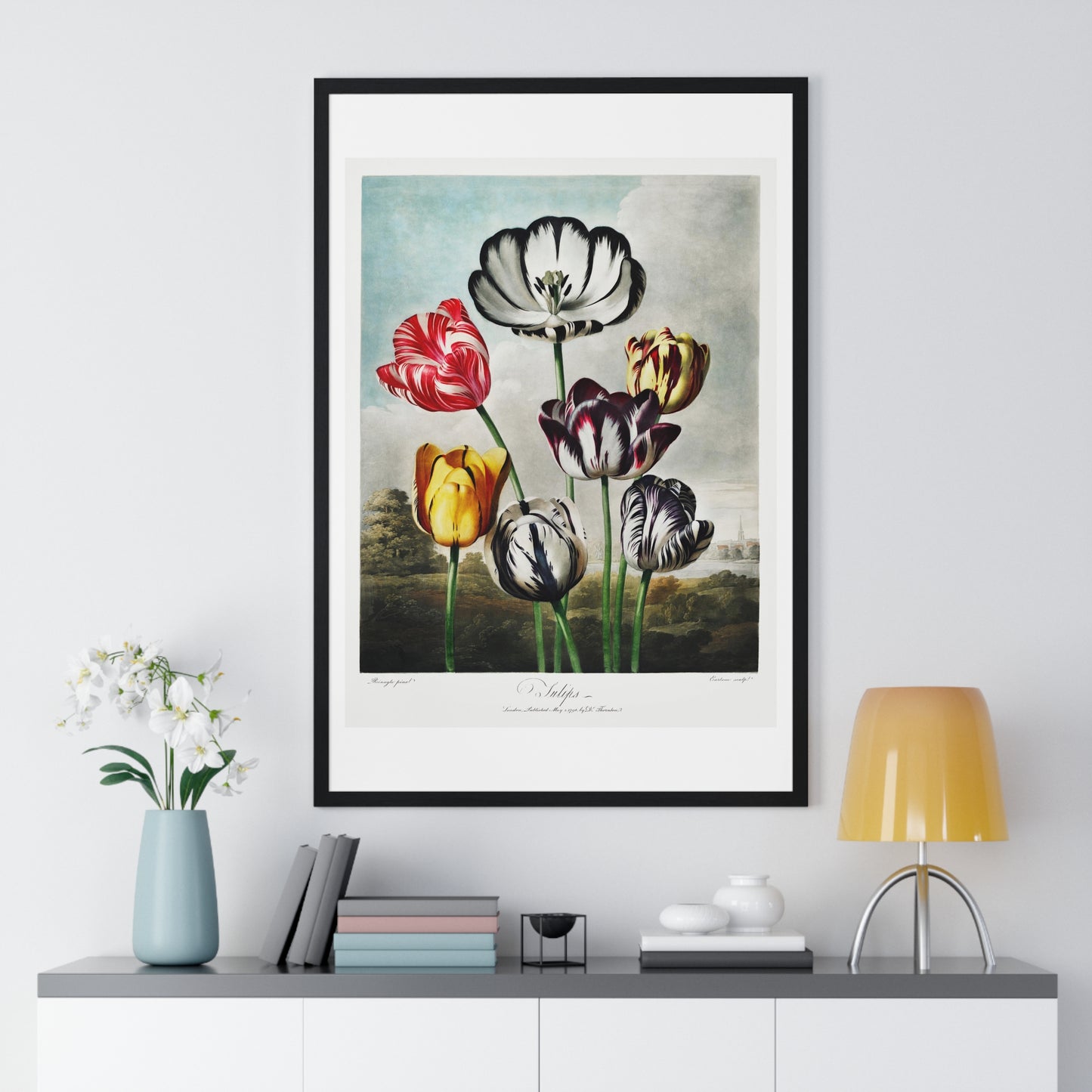 Tulips from 'The Temple of Flora' (1807) by Robert John Thornton, from the Original, Framed Art Print