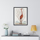 Flamingo (1731–1743) Vintage Illustration by Mark Catesby, from the Original, Framed Art Print