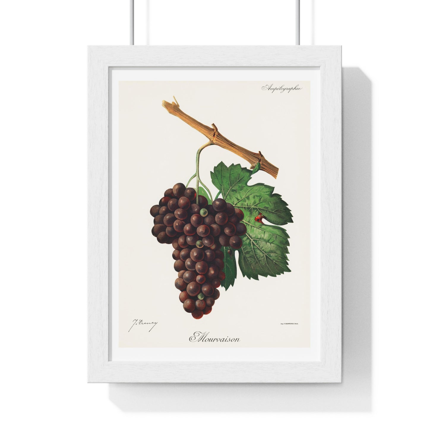 Mourvaison (1910) by Jules Troncy, Vintage Lithograph of Fresh Cluster of Grapes, from the Original, Framed Print