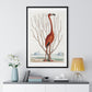 Flamingo (1731–1743) Vintage Illustration by Mark Catesby, from the Original, Framed Art Print