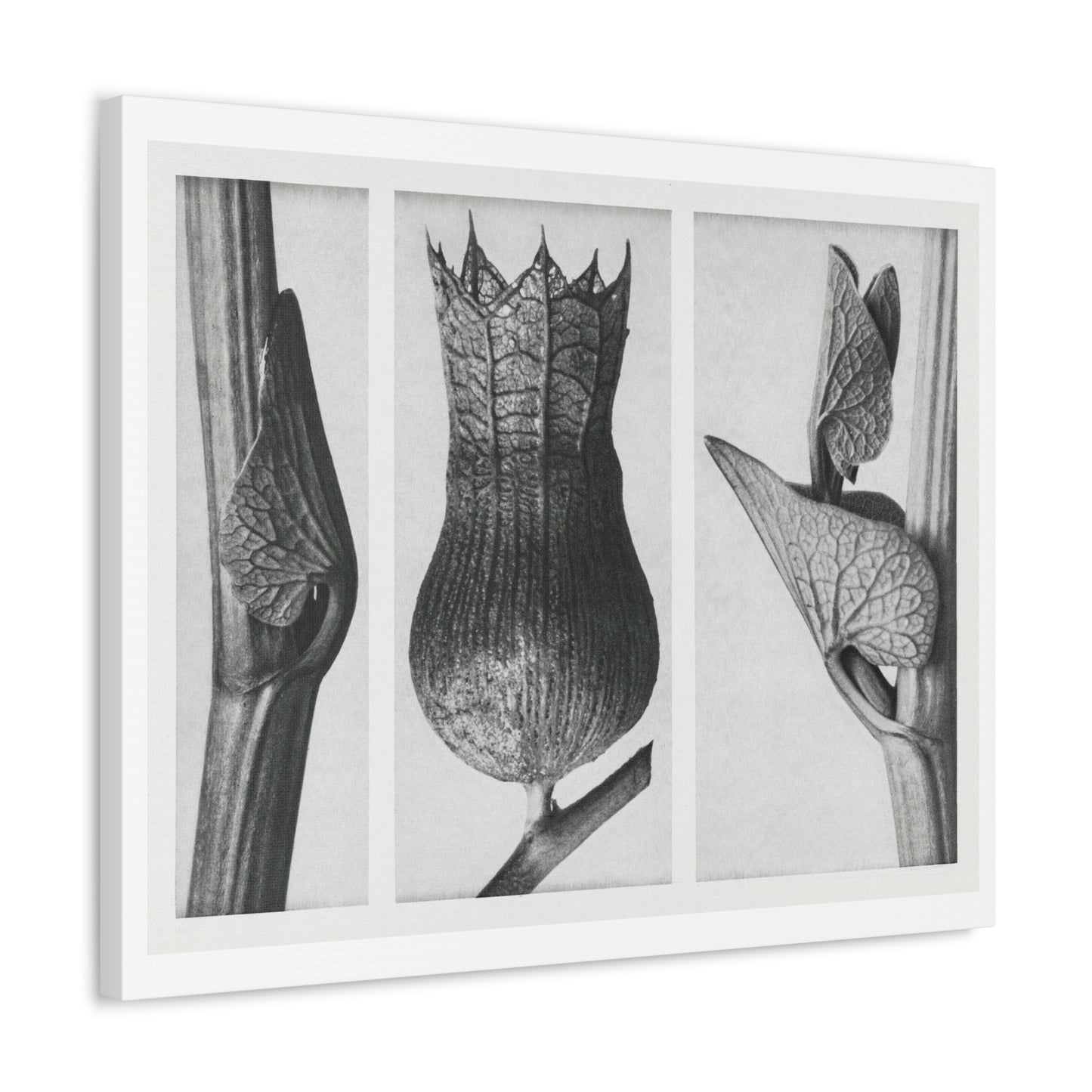 Black & White Naturalist Photography from 'Urformen der Kunst' (1928) by Karl Blossfeldt, Art Print from the Original, on Canvas