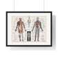 Antique illustration of a Human Nervous system and Muscular System (1900) by Claude Augé, from the Original, Framed Art Print