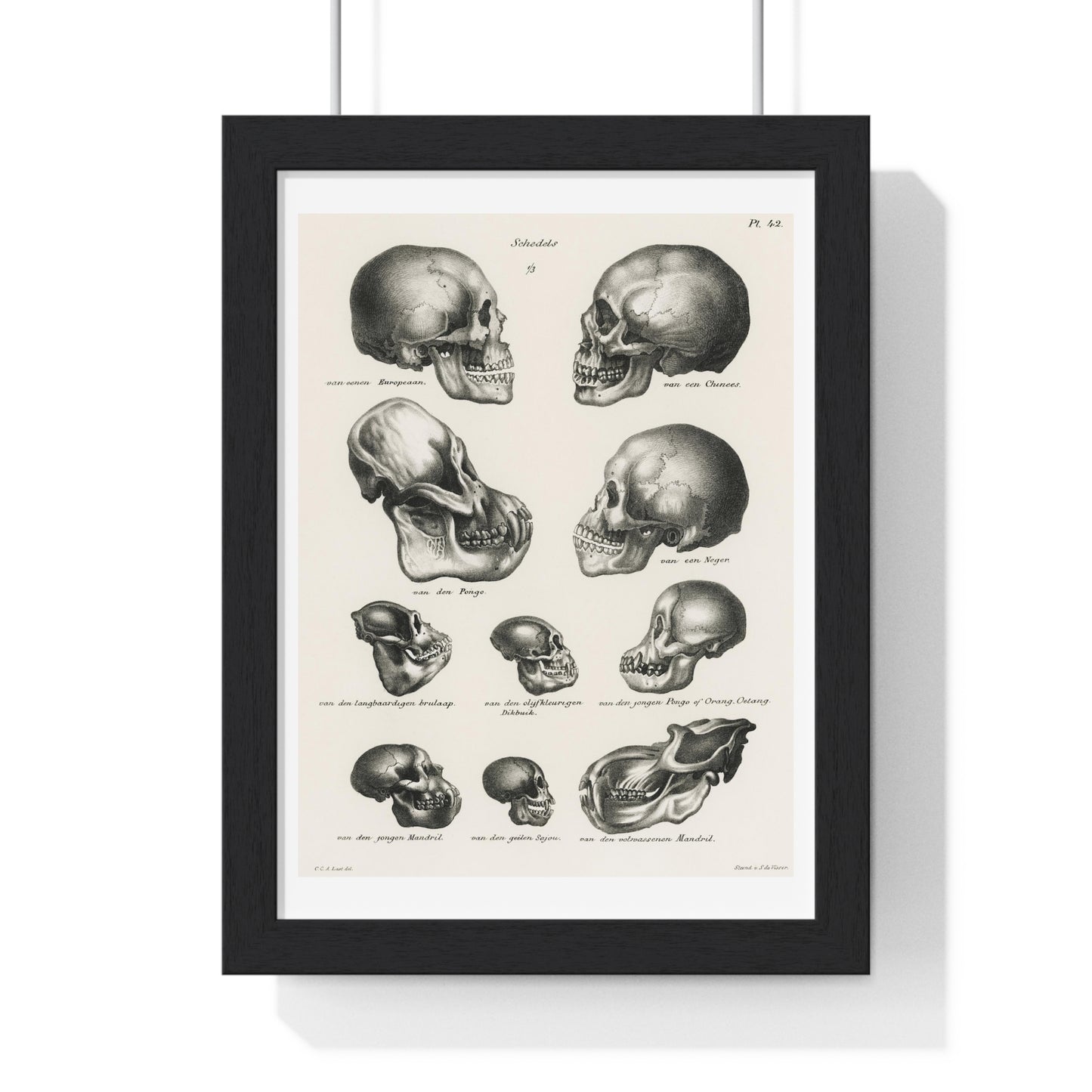 Human, Monkey and Ape Skulls from 'Volledige Natuurlijke Historie der Zoogdieren' (1845) by Schinz de Visser, from the Original, Framed Art Print