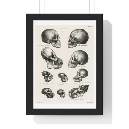 Human, Monkey and Ape Skulls from 'Volledige Natuurlijke Historie der Zoogdieren' (1845) by Schinz de Visser, from the Original, Framed Art Print